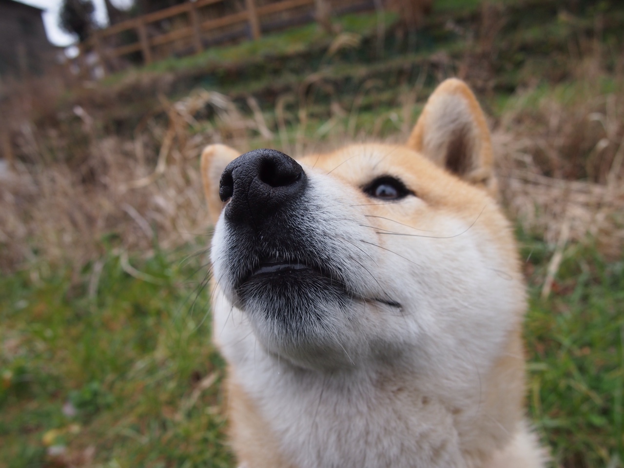 未来足球：虚拟主播和AI助理引领智能转播新时代，未来足球赛事
