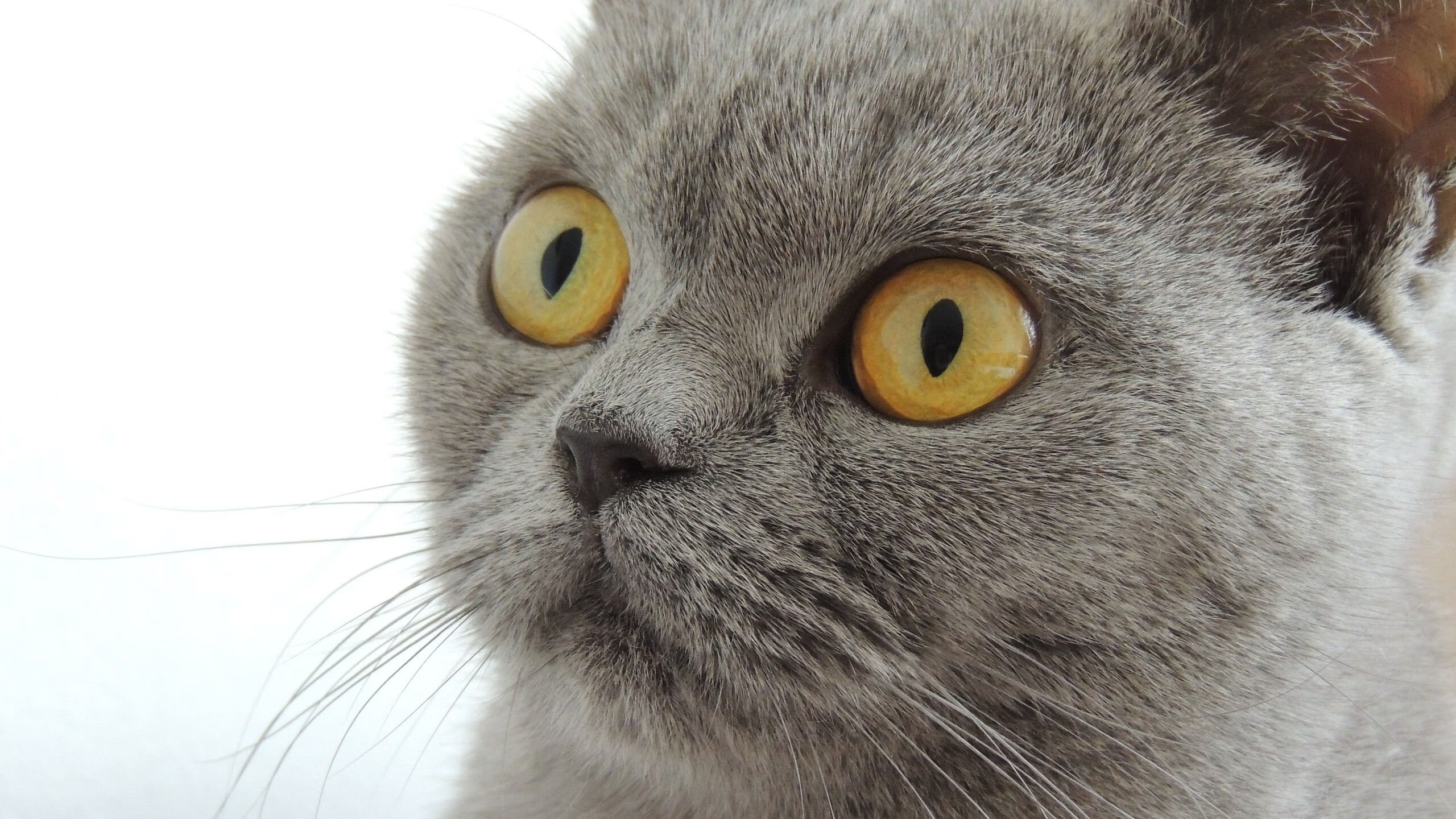 AYX SPORTS-美洲杯劲战不断：绝杀那一瞬间令人心跳加速，美洲杯决赛用球