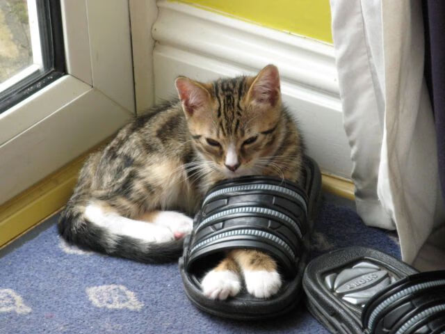 美洲杯明星演绎：拼搏、突破、荣耀！，美洲杯有哪些明星