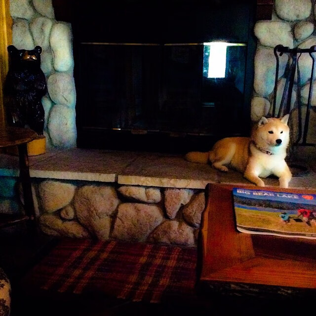 荷兰男队水球快攻效率提升明显,荷兰队手球