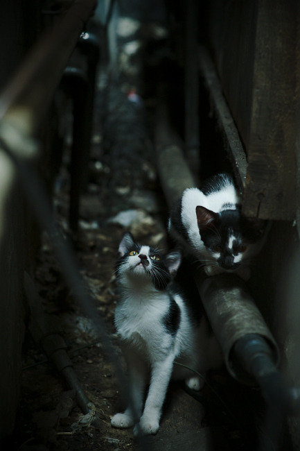 跨界合作推出足球文化系列电影，掀起体育与影视的跨界热潮，足球系列电影科教片