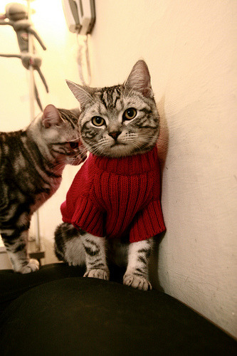 AYX体育-青少年篮球联赛实施直播课程普及战术知识，青少年篮球大赛